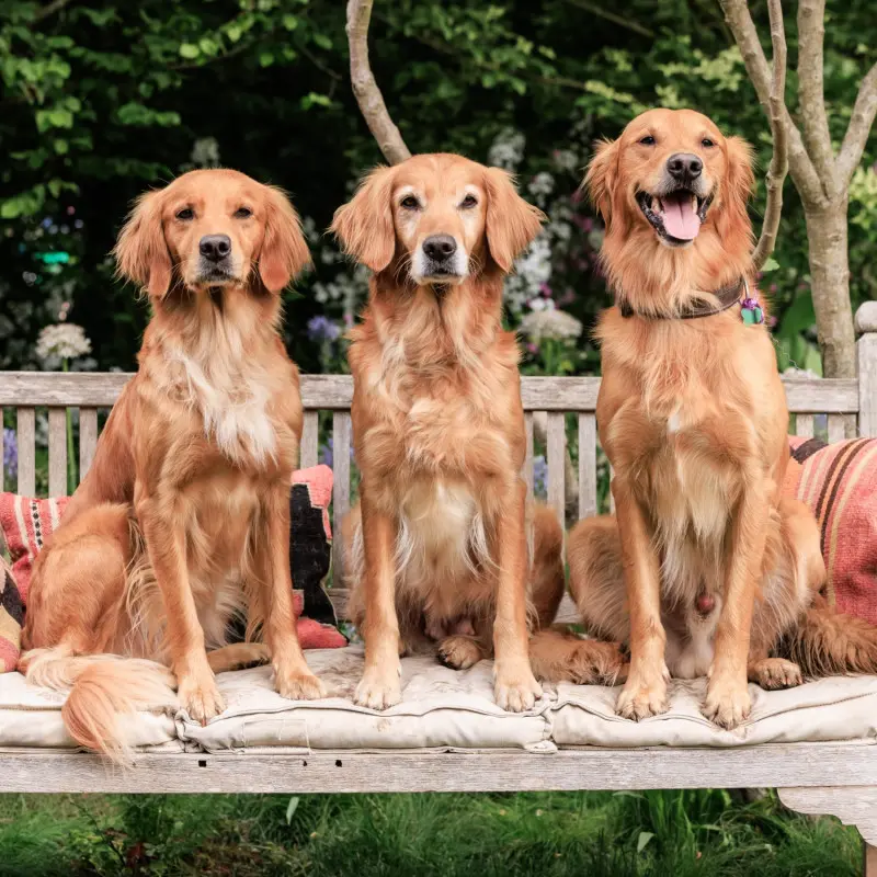 Psy na ławce w Dog Garden