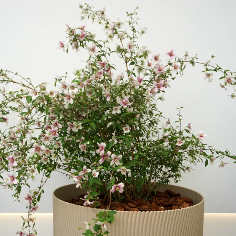 Jaśminowiec ‘Petite Perfume Pink’