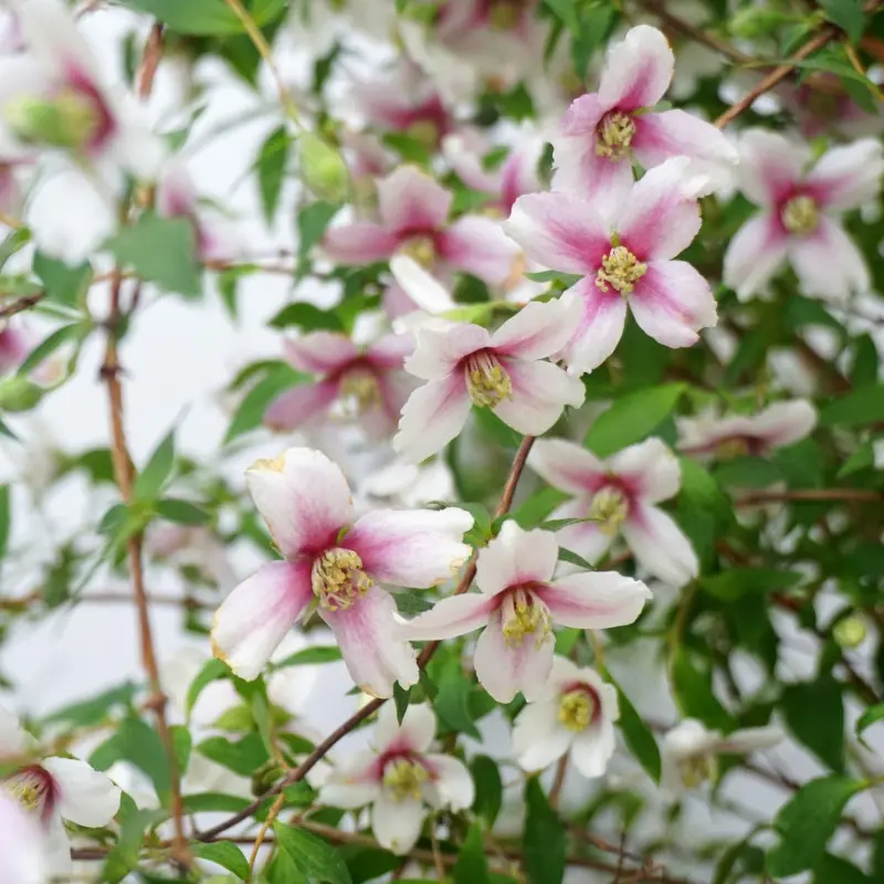 Jaśminowiec ‘Petite Perfume Pink’