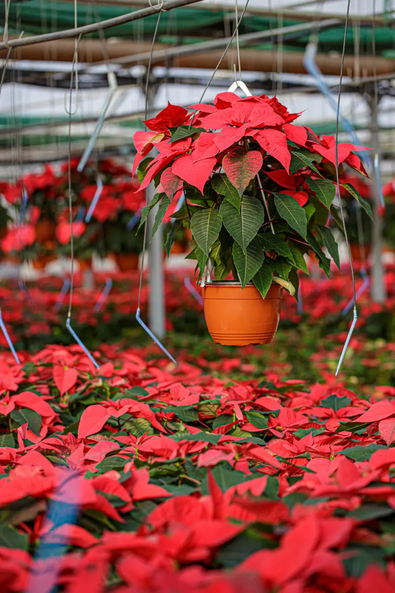 Szklarnia z czerwonymi gwiazdami betlejemskimi w doniczkach, jedna z roślin wisi w powietrzu na hakach.