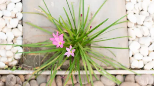 Kamienie w ogrodzie nie muszą być nudne. Zrób z nich to