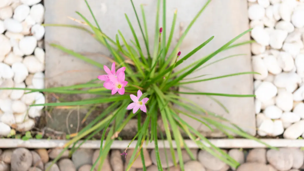 Kamienie w ogrodzie nie muszą być nudne. Zrób z nich to