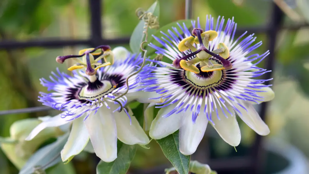 Zimowanie passiflory – kiedy warto próbować uprawy męczennicy cały rok
