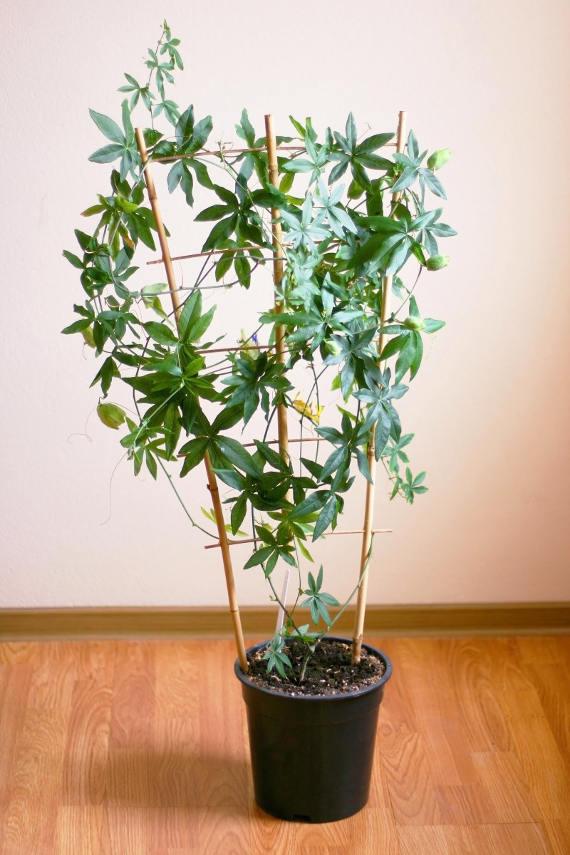 Zimowanie passiflory – kiedy warto próbować uprawy męczennicy cały rok, a kiedy nie