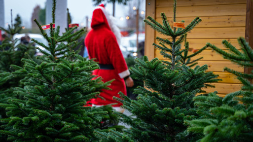 Rusza sprzedaż choinek ciętych na Święta 2025 roku. Gdzie najtaniej? Co wybrać i na co uważać?