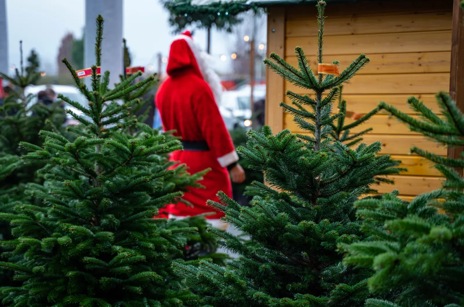 Rusza sprzedaż choinek ciętych na Święta 2025 roku. Gdzie najtaniej? Co wybrać i na co uważać?