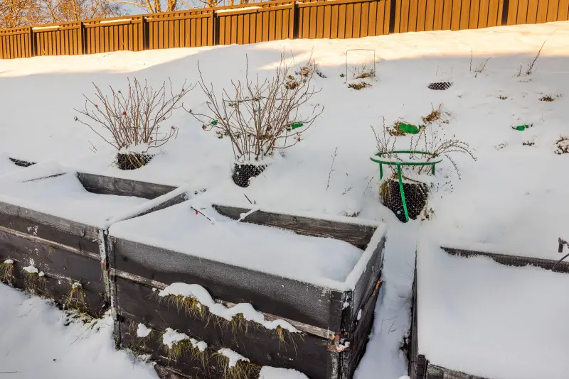 Agrest zimą w ogrodzie, krzewy przy podwyższonych grządkach przykrytych śniegiem – jak zabezpieczyć agrest na zimę