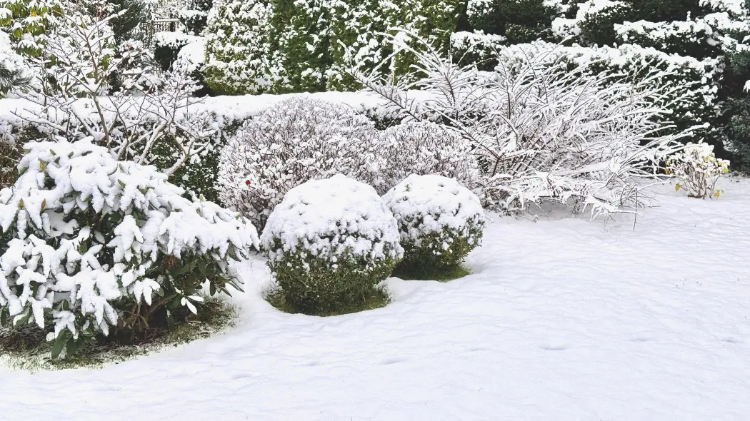 Jak i z jakich roślin strząsać śnieg