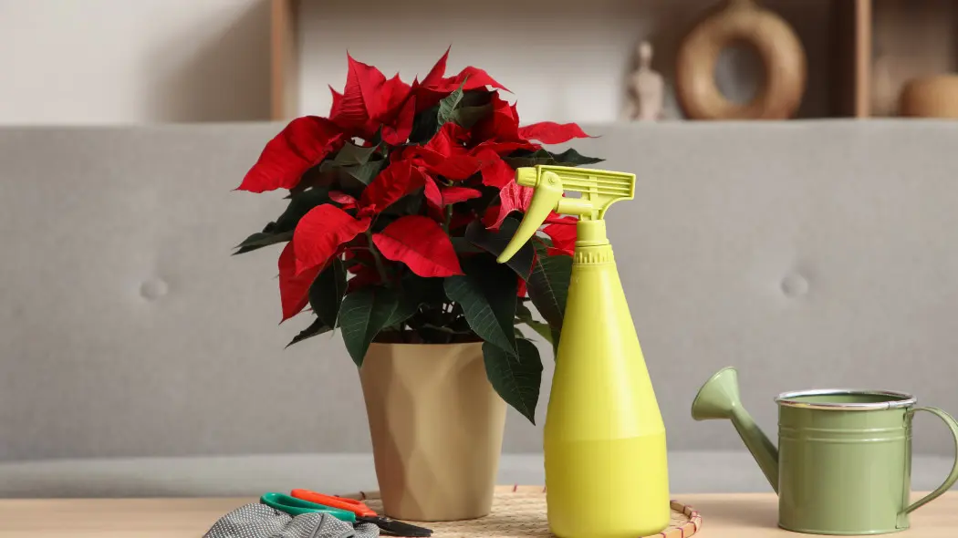 Zachcianki i kaprysy poinsecji. Co lubi a czego nie lubi gwiazda betlejemska?