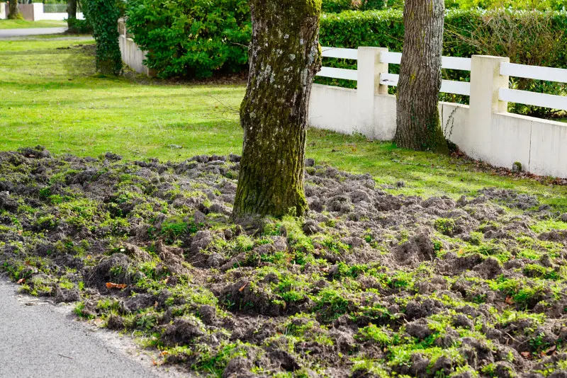 Zniszczony przez dziki trawnik w ogrodzie – rozryta ziemia i kępy darni pod drzewem przy ogrodzeniu