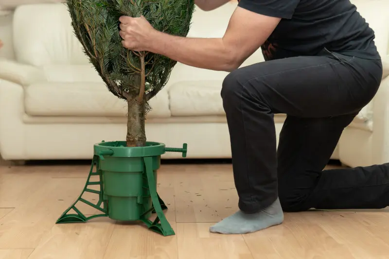 Osadzanie żywej choinki w zielonym stojaku z pojemnikiem na wodę w domowym salonie.