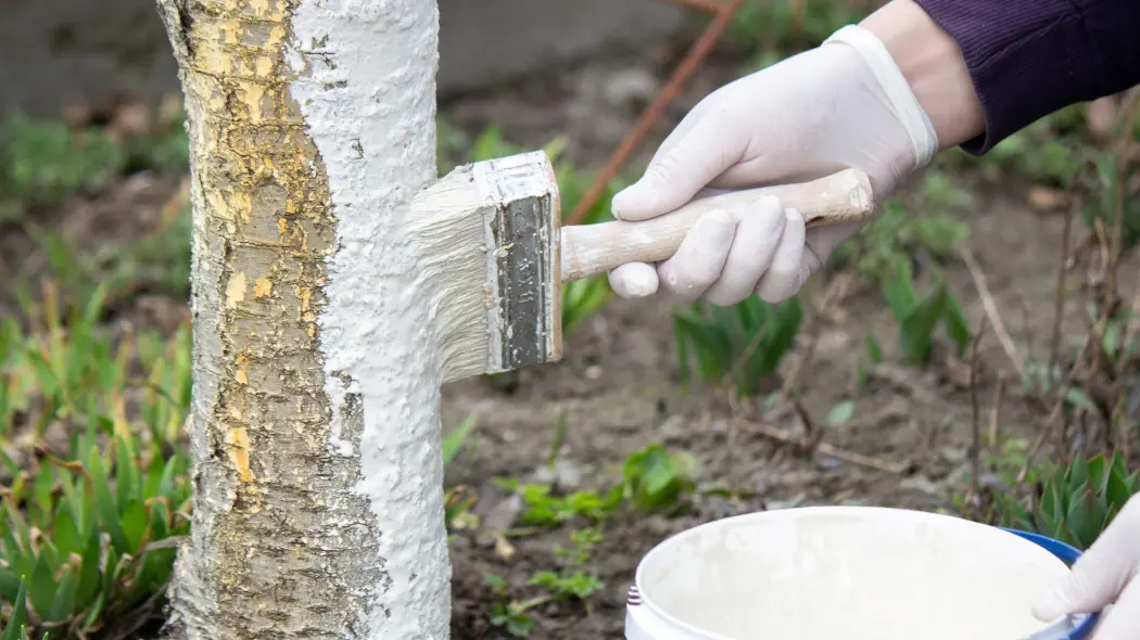 Ten prosty zabieg chroni przed nagrzewaniem się kory i jej późniejszemu pękaniu