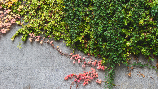 Chcesz mieć zieleń na elewacji? Te pnącza są bezpieczne i nie rozwalą tynku