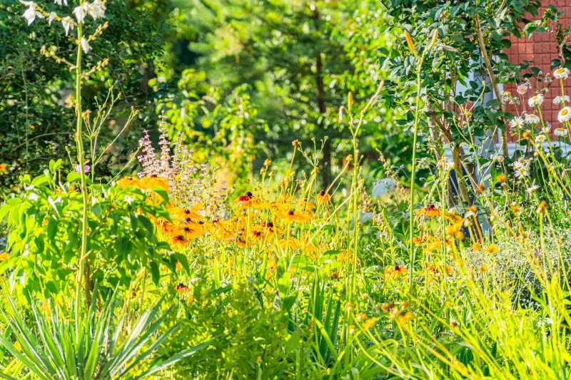 Naturalistyczna rabata z wysokimi bylinami o żółtych kwiatostanach w słonecznym, dzikim ogrodzie