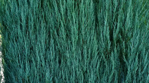 Ten niebieski iglak bije tuję na głowę. Jest odporny na suszę, mróz i choroby