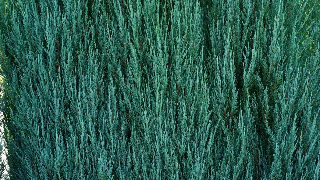 Ten niebieski iglak bije tuję na głowę. Jest odporny na suszę, mróz i choroby