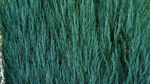 Ten niebieski iglak bije tuję na głowę. Jest odporny na suszę, mróz i choroby