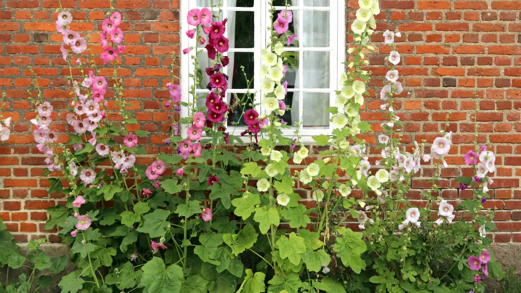 Królowa babcinych ogrodów