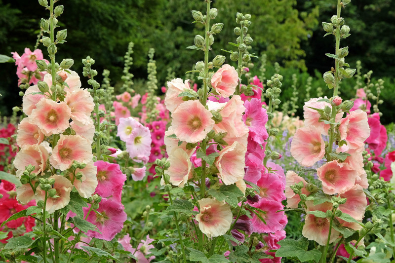 Zakwitnie latem, jeśli wysiejesz rok wcześniej