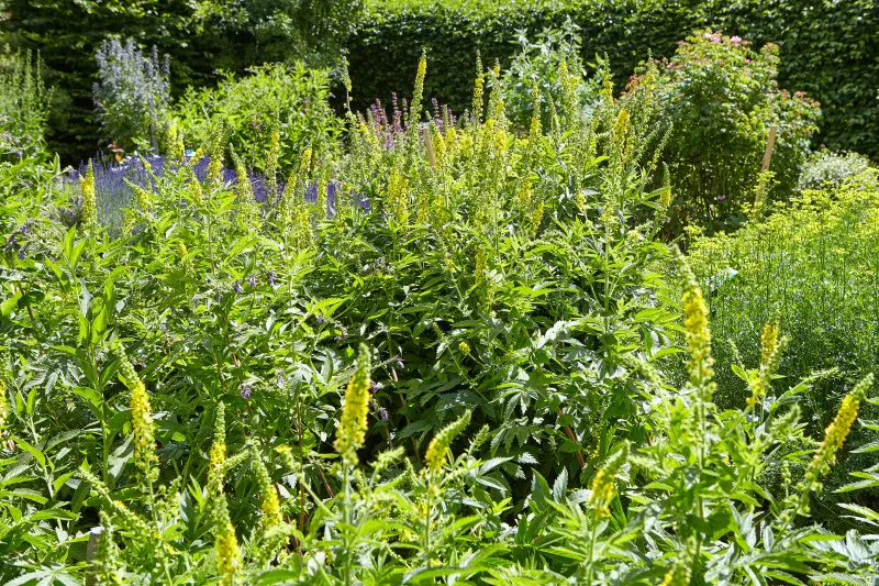 Kolorowe byliny i dzikie kwiaty w naturalistycznym ogrodzie przy domu, rabata w stylu dzikiego ogrodu