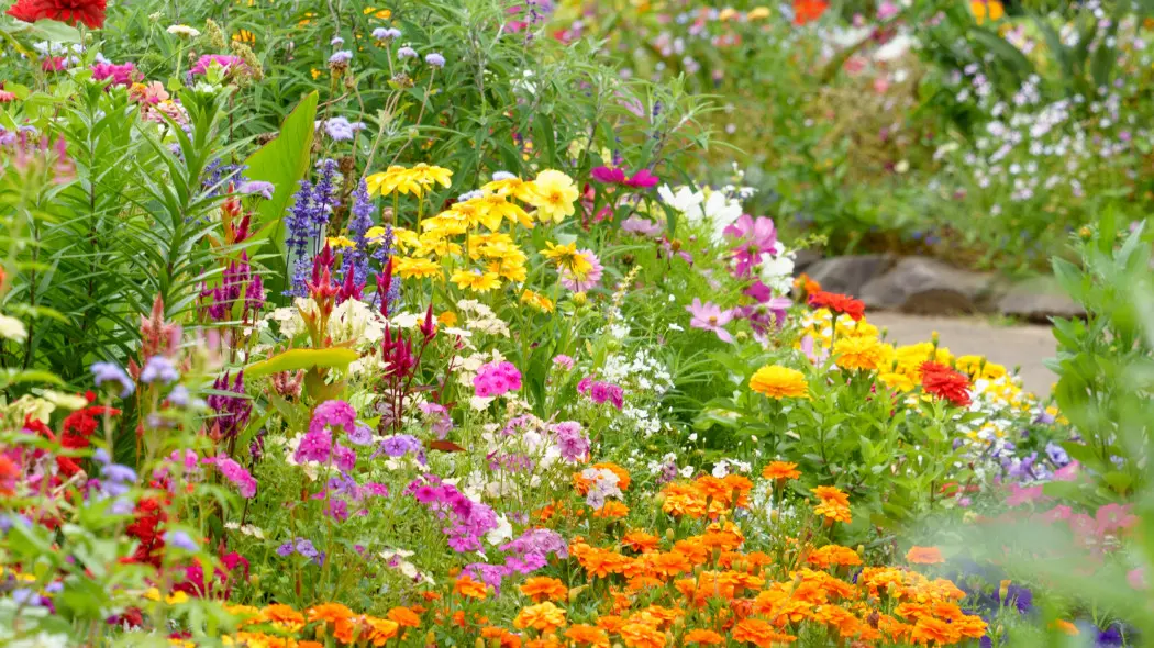 Kwiaty kwitnące całe lato