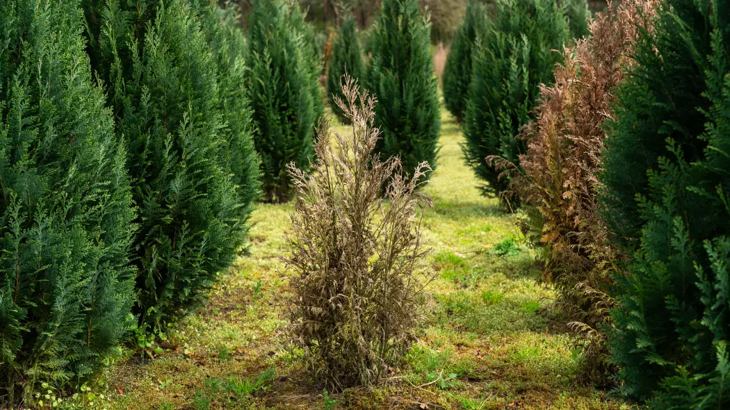 Dlaczego rośliny gniją, więdną i usychają? Problemów szukaj pod ziemią