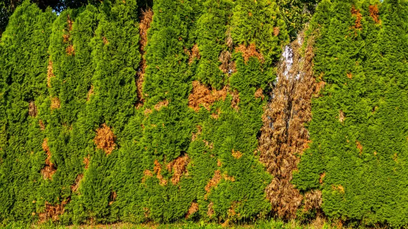 Fytoftoroza – choroba glebowa