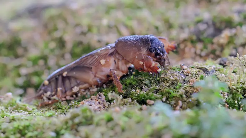 Turkuć podjadek – szkodnik glebowy