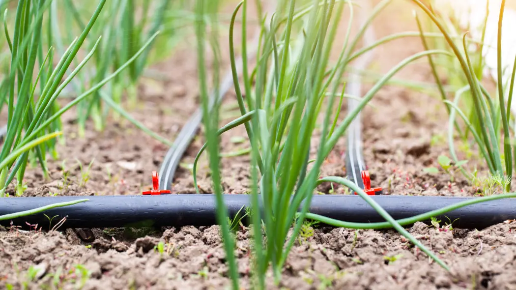 System nawadniania w warzywniku