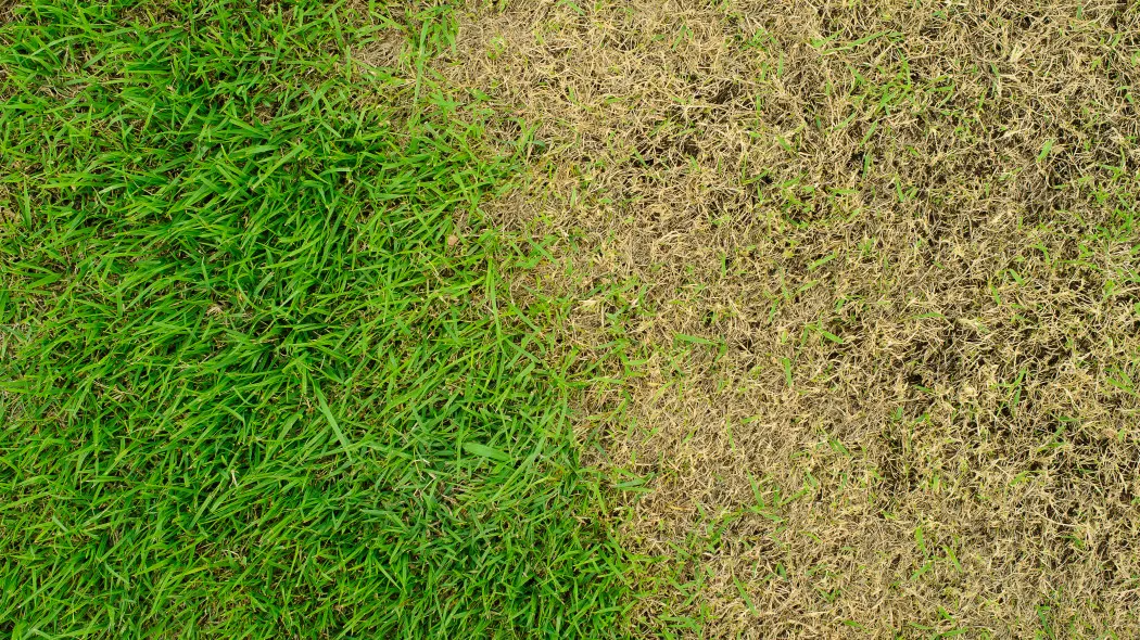 Trawnik po zimie wygląda źle Ten składnik może odmienić go w tydzień