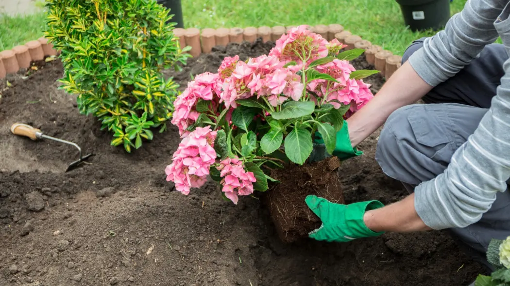 Jak przygotować ziemię pod hortensję? Wymagania glebowe