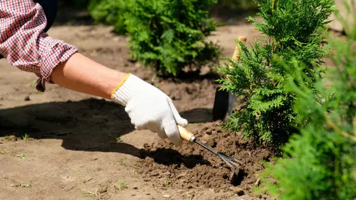 Jak przygotować ziemię pod tuje? Wymagania glebowe