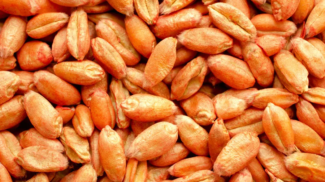 Nasiona inkrustowane – czym są i jak powstają? Jakie mają wady i zalety?