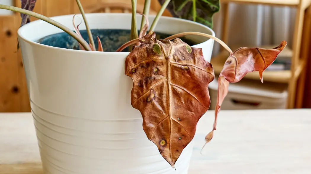 Choroby alokazji. Jak rozpoznać, ratować i zapobiegać