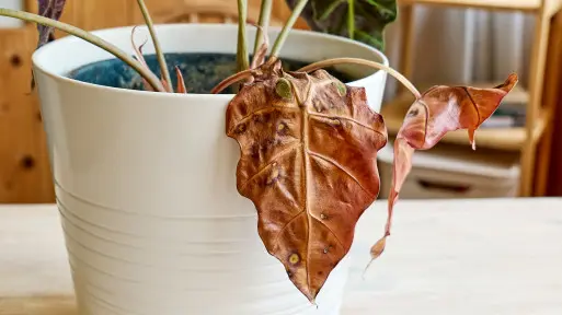 Choroby alokazji – suche brzegi, plamy, więdnięcie. Co oznaczają i jak uratować roślinę?