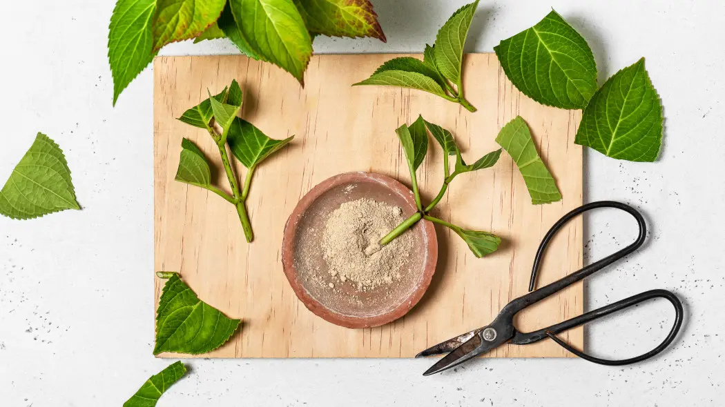 Poproś sąsiada o 1 gałązkę hortensji. Będziesz mieć 2 za darmo