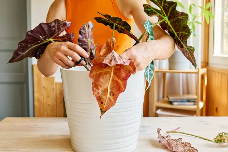 Przycinanie suchych liści alokazji w doniczce – usuwanie chorych części rośliny krok po kroku