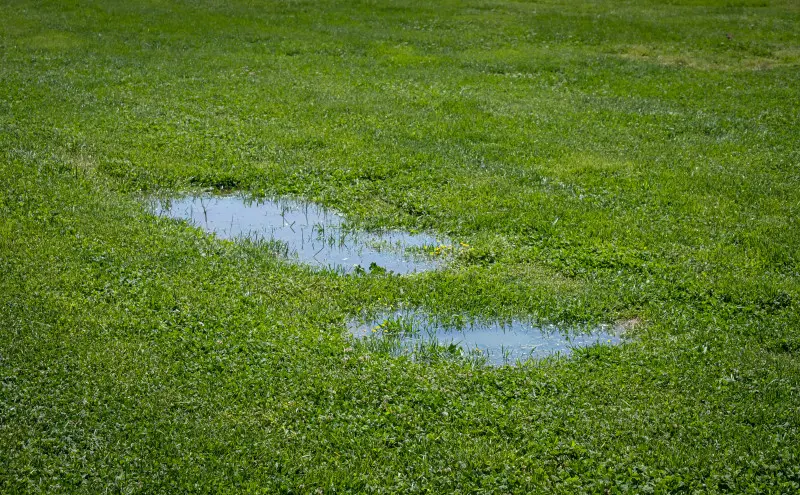 Kałuże po każdym deszczu Trawnik potrzebuje więcej niż tylko słońca