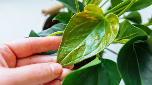 Szkodniki anturium – zobacz, po czym je rozpoznasz i jak z nimi skutecznie walczyć