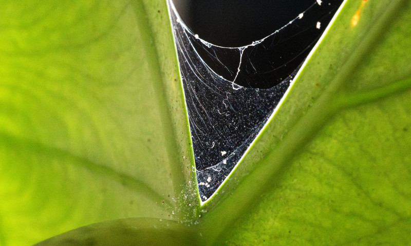 Pajęczynka przędziorków w kącie liścia anturium – objawy żerowania szkodników na roślinach doniczkowych