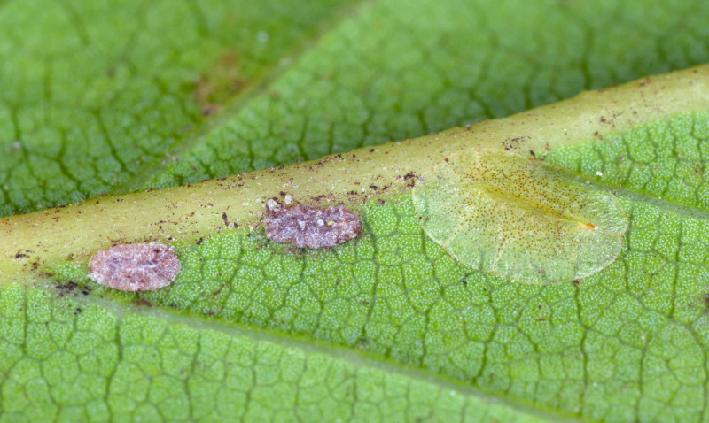 Tarczniki na spodniej stronie liścia rośliny doniczkowej, np. anturium – szkodniki ssące często atakujące anturium