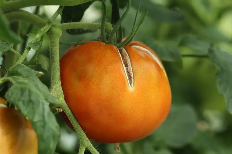 Pękanie owoców