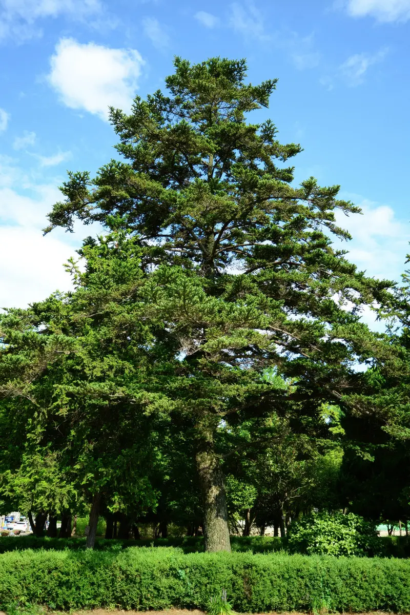 Jodła japońska (Abies firma) – dorosłe drzewo o szerokiej, nieregularnej koronie rosnące w parku na tle nieba