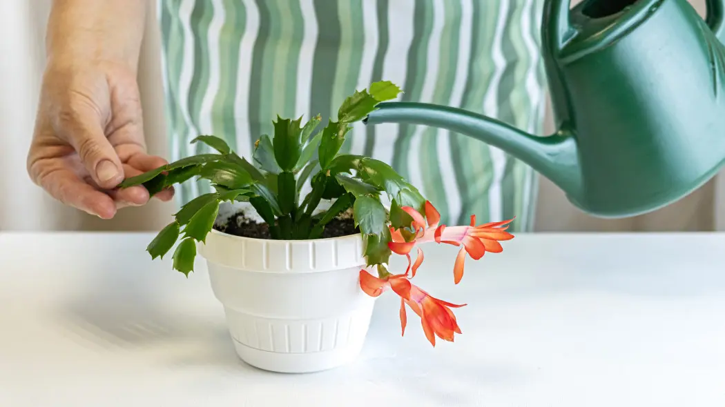 Nigdy nie podlewaj tak swoich sukulentów. Ten błąd prowadzi prosto do ich gnicia