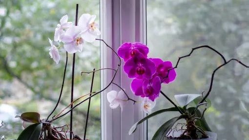 Storczyk kwitł i przestał? To dlatego nie zakwita ponownie