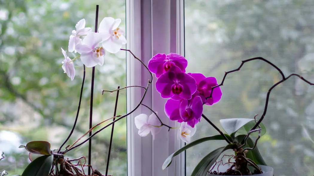 Storczyk kwitł i przestał To dlatego nie zakwita ponownie