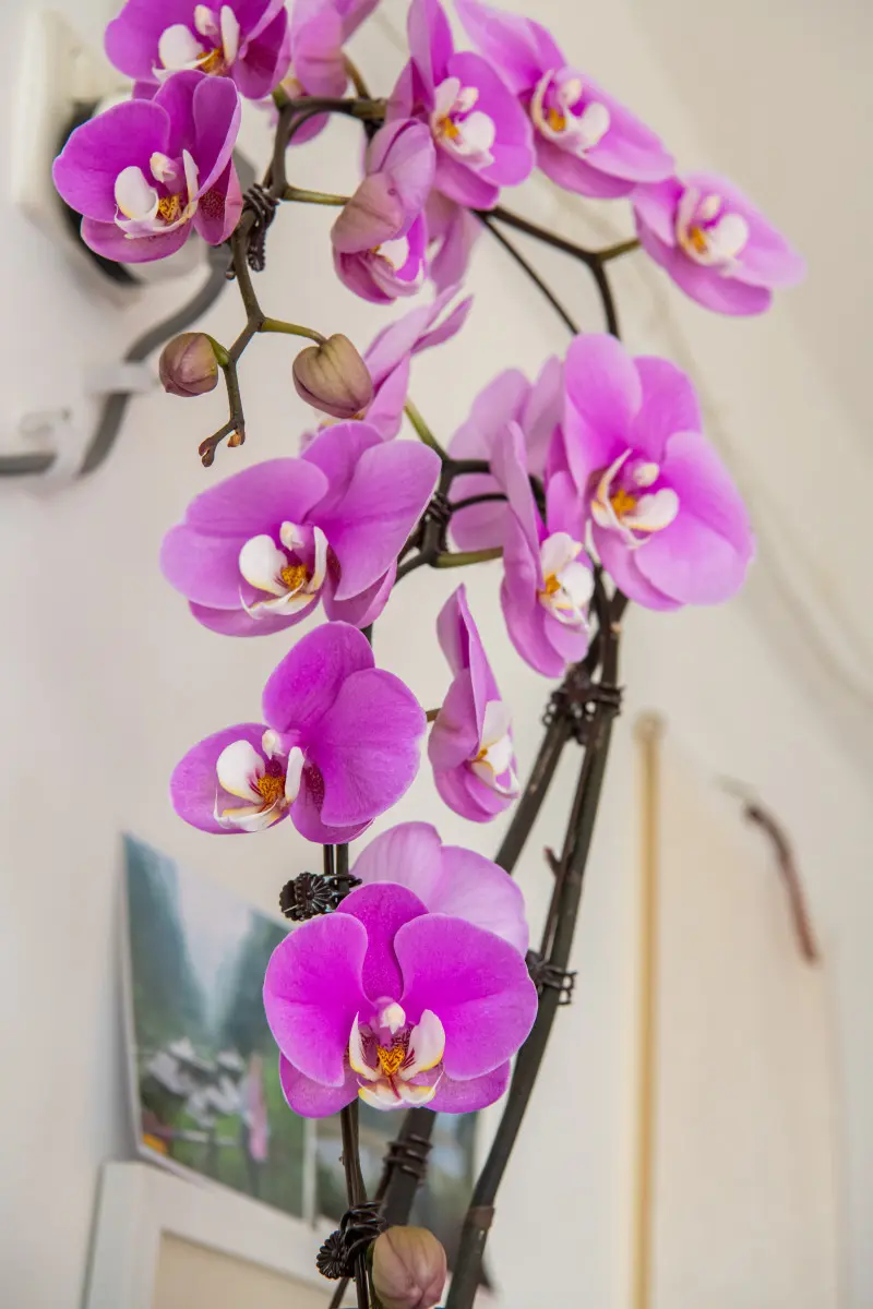 Storczyk Phalaenopsis o różowych kwiatach w pełnym rozkwicie na parapecie we wnętrzu mieszkania