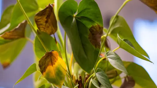 Plamy na liściach roślin: grzyb czy suche powietrze? Domowy test pomoże to sprawdzić