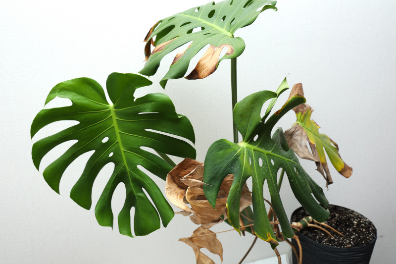 Monstera z brązowymi, zaschniętymi brzegami liści, prawdopodobnie uszkodzonymi przez suche powietrze lub niewłaściwe warunki uprawy.