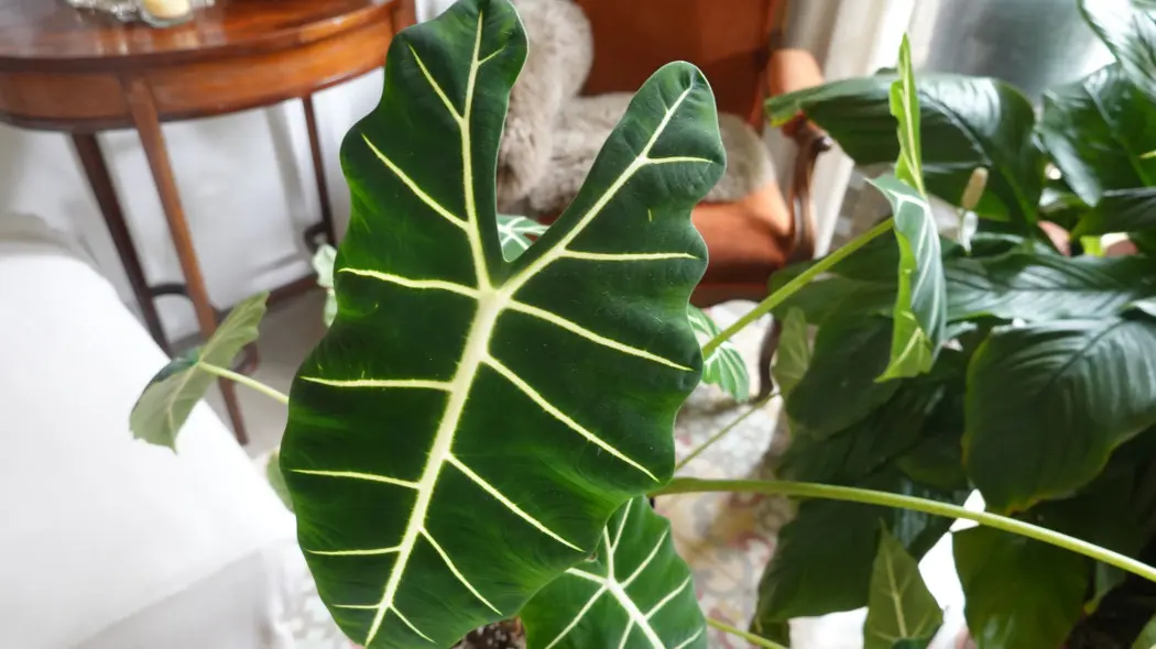 Podlewanie alokazji – to robić, by nie żółkła i nie gniła